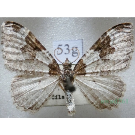 Xanthorhoe fluctuata (Linnaeus, 1758) Paśnik chrzaniak Czech53g